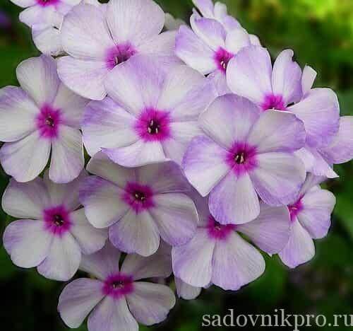 сорта и виды флоксов