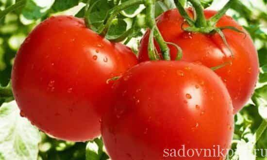 выращивание помидоров
